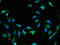 RAB25, Member RAS Oncogene Family antibody, CSB-PA019175LA01HU, Cusabio, Immunofluorescence image 