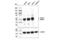 HNF-3A antibody, 53528S, Cell Signaling Technology, Western Blot image 