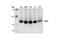 Death Associated Protein antibody, 2282S, Cell Signaling Technology, Western Blot image 