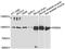 PDE5A antibody, A6831, ABclonal Technology, Western Blot image 