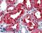 Homeobox protein engrailed-2 antibody, LS-B3477, Lifespan Biosciences, Immunohistochemistry frozen image 