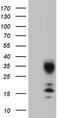 Chromosome 21 Open Reading Frame 62 antibody, TA808848S, Origene, Western Blot image 