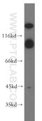 Metabotropic glutamate receptor 2 antibody, 19956-1-AP, Proteintech Group, Western Blot image 