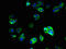 Synaptic vesicle glycoprotein 2B antibody, LS-C376714, Lifespan Biosciences, Immunofluorescence image 