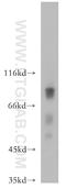 Host cell factor 2 antibody, 13567-1-AP, Proteintech Group, Western Blot image 