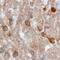 Sortilin Related VPS10 Domain Containing Receptor 2 antibody, AF4237, R&D Systems, Immunohistochemistry frozen image 