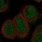Sentan, Cilia Apical Structure Protein antibody, NBP1-92378, Novus Biologicals, Immunofluorescence image 