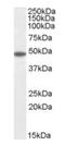 Flotillin 2 antibody, orb18858, Biorbyt, Western Blot image 