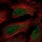 Chromosome 7 Open Reading Frame 25 antibody, NBP2-56786, Novus Biologicals, Immunofluorescence image 