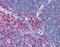 Moesin antibody, 51-010, ProSci, Immunohistochemistry paraffin image 