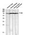 Coagulation Factor XIII B Chain antibody, A04664, Boster Biological Technology, Western Blot image 