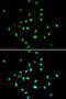 Histone Deacetylase 1 antibody, orb129627, Biorbyt, Immunocytochemistry image 