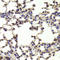 Homeobox B1 antibody, LS-C334836, Lifespan Biosciences, Immunohistochemistry frozen image 