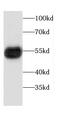 Carboxypeptidase M antibody, FNab01267, FineTest, Western Blot image 