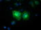 Follitropin subunit beta antibody, TA501646, Origene, Immunofluorescence image 