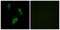 Probable G-protein coupled receptor 174 antibody, LS-C120701, Lifespan Biosciences, Immunofluorescence image 