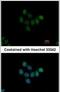 Histone Deacetylase 7 antibody, PA5-28339, Invitrogen Antibodies, Immunofluorescence image 