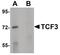 Transcription Factor 3 antibody, PA5-20900, Invitrogen Antibodies, Western Blot image 