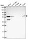Nucleoporin 50 antibody, HPA048328, Atlas Antibodies, Western Blot image 