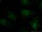 BAF Chromatin Remodeling Complex Subunit BCL11B antibody, 55414-1-AP, Proteintech Group, Immunofluorescence image 