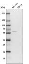 OTU domain-containing protein 1 antibody, NBP1-90484, Novus Biologicals, Western Blot image 
