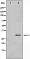 Replication Protein A2 antibody, orb99418, Biorbyt, Western Blot image 
