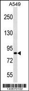 PAS Domain Containing Repressor 1 antibody, 60-494, ProSci, Western Blot image 