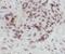 SRY-Box 2 antibody, FNab08125, FineTest, Immunohistochemistry frozen image 