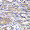 Hyaluronan And Proteoglycan Link Protein 1 antibody, 14-417, ProSci, Immunohistochemistry frozen image 