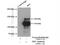 Junction Mediating And Regulatory Protein, P53 Cofactor antibody, 25098-1-AP, Proteintech Group, Immunoprecipitation image 