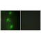 Autoimmune Regulator antibody, A00558, Boster Biological Technology, Immunofluorescence image 