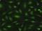 Myelin Protein Zero Like 1 antibody, H00009019-D01P, Novus Biologicals, Immunofluorescence image 