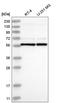 UBX Domain Protein 11 antibody, HPA031357, Atlas Antibodies, Western Blot image 