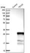 Testis Expressed 33 antibody, PA5-52238, Invitrogen Antibodies, Western Blot image 