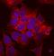 Carboxylesterase 2 antibody, MAB5657, R&D Systems, Immunocytochemistry image 