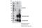 DNA Methyltransferase 3 Alpha antibody, 49768S, Cell Signaling Technology, Immunoprecipitation image 