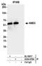 NMD3 Ribosome Export Adaptor antibody, A304-679A, Bethyl Labs, Immunoprecipitation image 