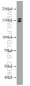 Erythroid Differentiation Regulatory Factor 1 antibody, 21883-1-AP, Proteintech Group, Western Blot image 