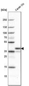 Lysosomal Associated Membrane Protein Family Member 5 antibody, HPA004802, Atlas Antibodies, Western Blot image 