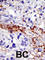 Ubiquitin carboxyl-terminal hydrolase 21 antibody, abx031553, Abbexa, Western Blot image 