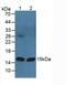 Fatty Acid Binding Protein 3 antibody, MBS2026147, MyBioSource, Western Blot image 