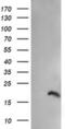 Peptidyl-prolyl cis-trans isomerase-like 3 antibody, MA5-26115, Invitrogen Antibodies, Western Blot image 