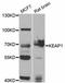 Kelch Like ECH Associated Protein 1 antibody, abx126050, Abbexa, Western Blot image 