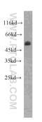 Peroxisome Proliferator Activated Receptor Delta antibody, 60193-1-Ig, Proteintech Group, Western Blot image 