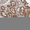 Growth factor receptor-bound protein 10 antibody, HPA027502, Atlas Antibodies, Immunohistochemistry frozen image 