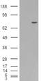Silver homologue antibody, EB07296, Everest Biotech, Western Blot image 