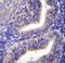 TATA box-binding protein-like protein 2 antibody, LS-C161749, Lifespan Biosciences, Immunohistochemistry paraffin image 