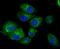 Interferon Induced Transmembrane Protein 3 antibody, A02265-1, Boster Biological Technology, Immunocytochemistry image 