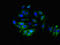 Aldehyde Dehydrogenase 3 Family Member B1 antibody, orb400184, Biorbyt, Immunofluorescence image 