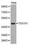 Tumor Susceptibility 101 antibody, LS-B13375, Lifespan Biosciences, Western Blot image 